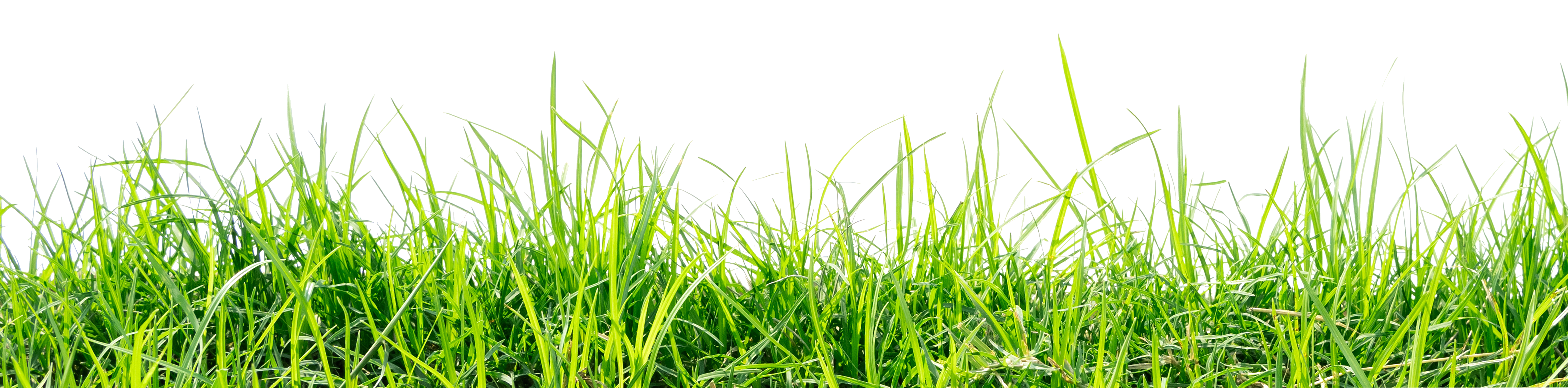 gras1 gras1